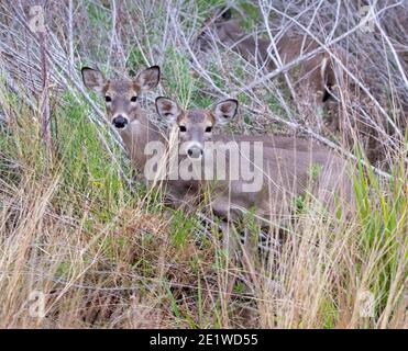 Cervi dalla coda bianca con fawns, Texas Foto Stock