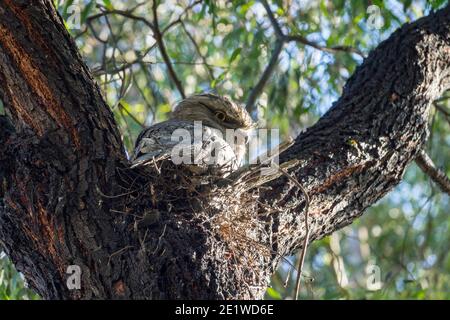 Maschio Tawny Frogmouth seduto su Nest, Gilpin Park, Brunswick, Victoria, Australia Foto Stock