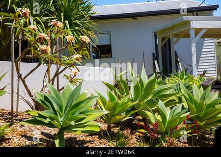 Casa di Sydney ad Avalon Beach con piante di agave attenuata e. Frangipani alberi in fiore nel giardino anteriore, Sydney, Australia Foto Stock