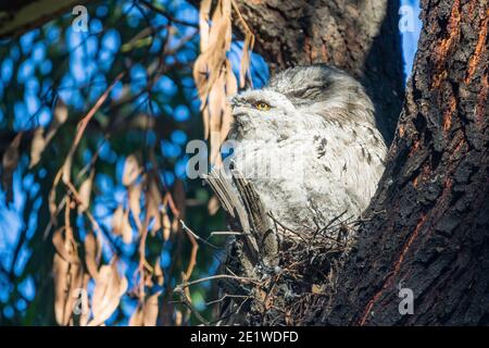 Maschio Tawny Frogmouth con pulcino di 18 giorni, Gilpin Park, Brunswick, Victoria, Australia. Seconda schiusa per questa coppia nel 2020. Foto Stock