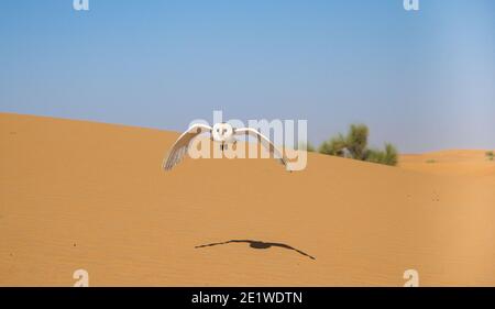 Gufo di granaio che sorvola le dune di sabbia nella Dubai Conservation area Foto Stock