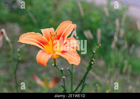 Un giglio di tigre in fiore Foto Stock