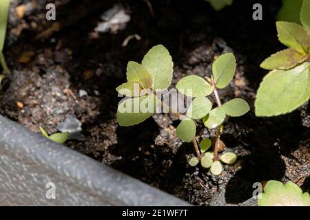 Foglie di una pianta di Asma della specie Euphorbia hirta Foto Stock