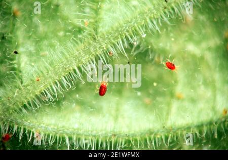 Tetranychus urticae (i nomi comuni includono acaro ragno rosso e acaro ragno a due macchie) è una specie di acaro che alimenta le piante. Foto Stock