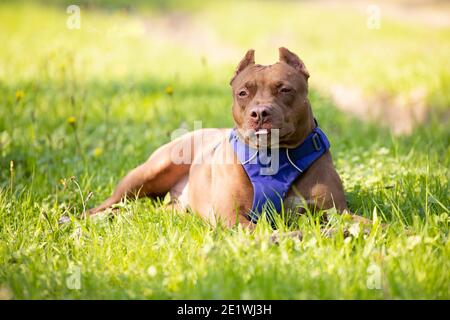 Un cane buca toro si trova sull'erba nel campo Foto Stock