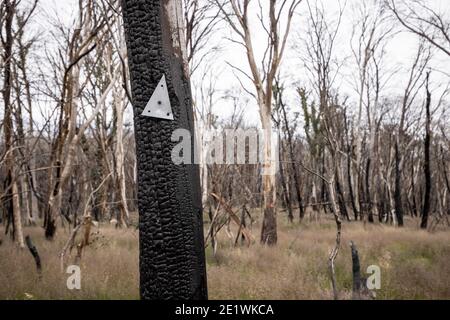 Vista di un albero danneggiato dal fuoco e indicatore di traccia nel paese vittoriano alto, Australia Foto Stock