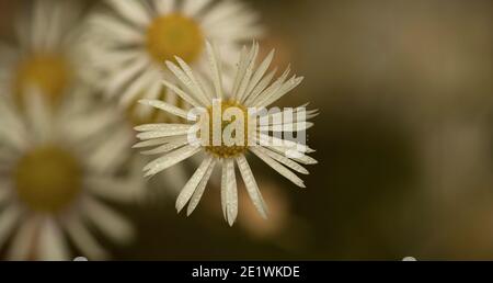 Close up di un fiore bianco Foto Stock