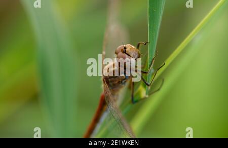 In prossimità di una libellula Foto Stock