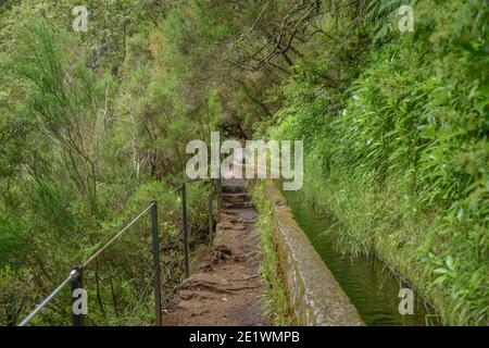 Wanderweg, Rabacal-Tal, Zentralgebirge, Madeira, Portogallo Foto Stock