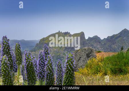 Ginster, Echium candicans - Madeira-Natternkopf, Zentralgebirge, Madeira, Portogallo Foto Stock