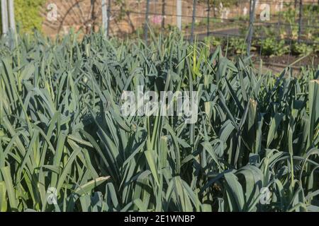 Autunno Crop di porri organici coltivati in casa 'Mammoth 2' (Allium porrum) che cresce su un'assegnazione in un giardino vegetale in Devon Rurale, Inghilterra, Regno Unito Foto Stock