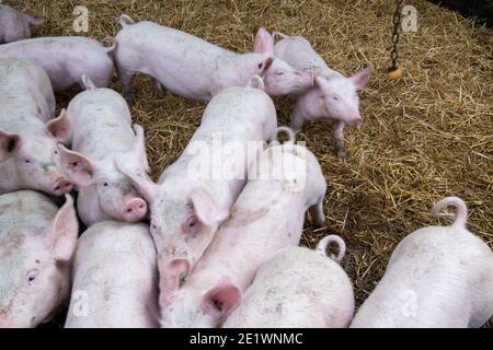 Allevamento biologico di suini. Gli animali devono essere tenuti nel modo più appropriato possibile nelle aziende biologiche. I suini e i suinetti sono all'esterno e sulla paglia. Foto Stock