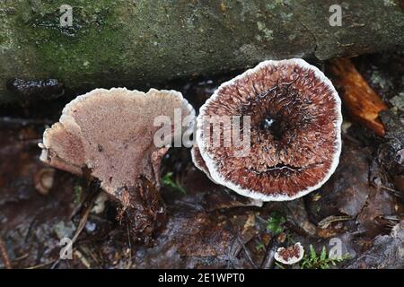 Hydnellum concrescens, detto anche Hydnum zonatum, il fungo dentifricio zonato, fungo selvatico finlandese Foto Stock