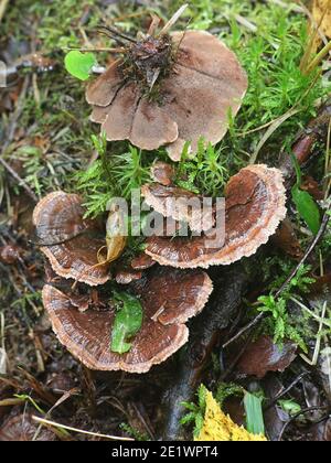 Hydnellum concrescens, detto anche Hydnum zonatum, il fungo dentifricio zonato, fungo selvatico finlandese Foto Stock