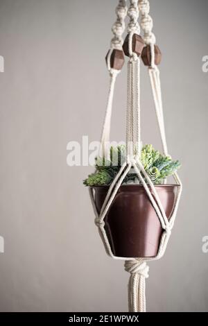 Potted succulente appeso in reticolo di stringa in casa da grande finestra luminosa Foto Stock