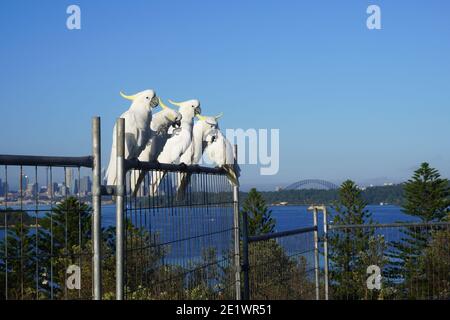 Cinque Cockatoo arroccati su una fence con una vista di Skyline di Sydney sull'orizzonte Foto Stock