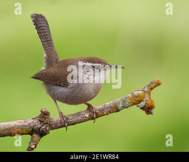 Bewick's Wren (Thryomanes bewickii), Contea di Sacramento California Stati Uniti Foto Stock