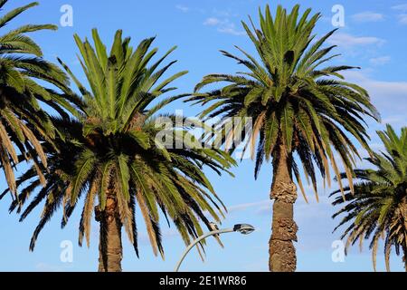Alberi di palma che nidifica una Kookaburra appollaiata su una lampada posta Foto Stock