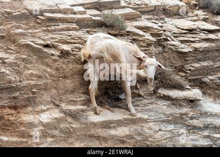 Capra in piedi sulle rocce. Isola di iOS. Grecia. Europa. Foto Stock
