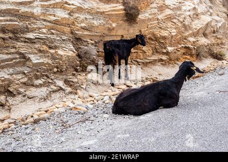 Un gruppo di capre sta in piedi sulle rocce. Isola di iOS. Grecia. Europa. Foto Stock
