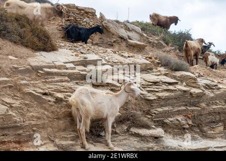Un gruppo di capre sta in piedi sulle rocce. Isola di iOS. Grecia. Europa. Foto Stock
