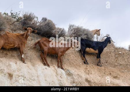 Un gruppo di capre sta in piedi sulle rocce. Isola di iOS. Grecia. Europa. Foto Stock