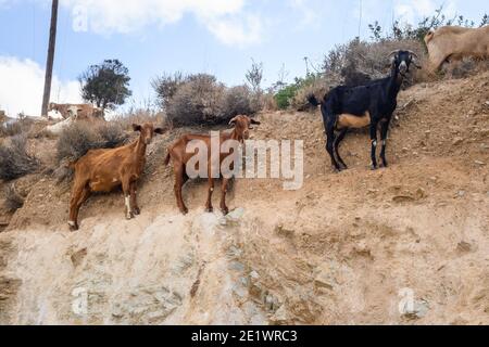 Un gruppo di capre sta in piedi sulle rocce. Isola di iOS. Grecia. Europa. Foto Stock