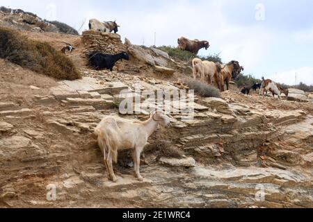 Un gruppo di capre sta in piedi sulle rocce. Isola di iOS. Grecia. Europa. Foto Stock