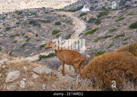 Capra in piedi sulle rocce. Isola di iOS. Grecia. Europa. Foto Stock