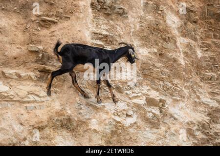 Capra in piedi sulle rocce. Isola di iOS. Grecia. Europa. Foto Stock