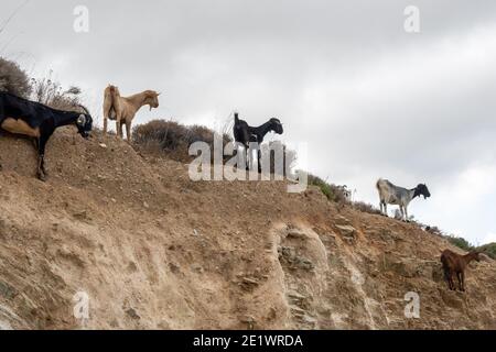 Un gruppo di capre sta in piedi sulle rocce. Isola di iOS. Grecia. Europa. Foto Stock