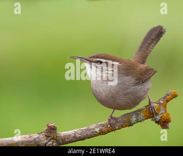 Bewick's Wren (Thryomanes bewickii), Contea di Sacramento California Stati Uniti Foto Stock