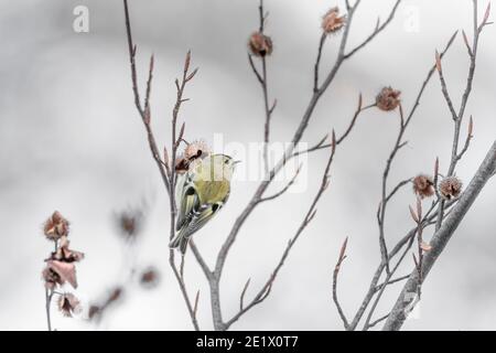 La bella cresta d'Oro in cerca di cibo arroccato su faggio Agenzia (Regulus regulus) Foto Stock