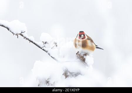 European Goldfinch (Carduelis carduelis) poggiato su un ramo congelato in inverno, Finch on White background Foto Stock