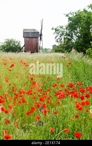 Cornfield con papaveri rossi da un vecchio mulino a vento sul Isola svedese Oland Foto Stock