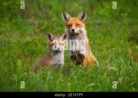 Volpe rossa adulta e un cucciolo seduto pacificamente insieme un glade verde in primavera Foto Stock