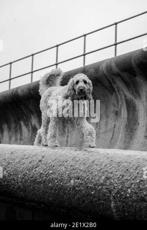 Labradoodle, Teignmouth, Devon, Inghilterra Foto Stock