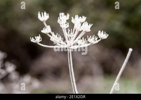 Gelo di cinghiale che copre la testa di fiore selvatico su una mattina foggy di metà inverno tana. Il gelo si è formato su un lato degli steli solo a causa del vento. Foto Stock