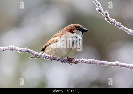 Un passero della casa sui rami congelati della ciliegia questa mattina dopo un pesante gelo nel Sussex orientale, Regno Unito. Credit: Ed Brown/Alamy Live News Foto Stock