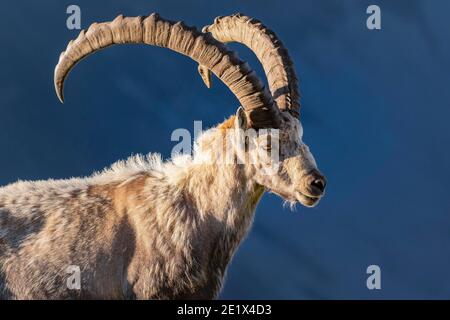 Ibex alpino (Capra ibex), cambio di mantello, massiccio del Monte Bianco, Chamonix, Francia Foto Stock