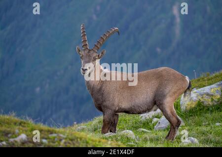 Alpine Ibex (Capra ibex) laeuft ueber Fels, Massiccio del Monte Bianco, Chamonix, Francia Foto Stock