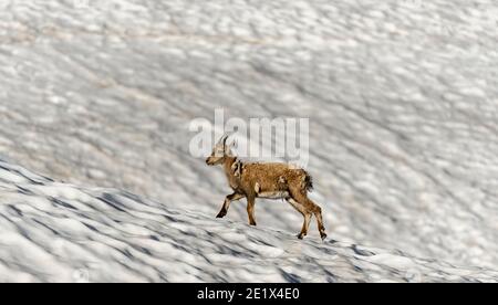 Stambecco alpino giovane (Capra ibex) nel cambio di cappotto che corre su campo da neve, massiccio del Monte Bianco, Chamonix, Francia Foto Stock