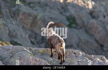 Ibex alpino (Capra ibex) in cambio di mantello, in piedi su roccia, massiccio del Monte Bianco, Chamonix, Francia Foto Stock