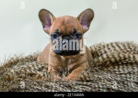 Bulldog francese, cucciolo, 7 settimane, marrone chiaro con faccia nera, cucciolo su pelliccia, scatto in studio Foto Stock