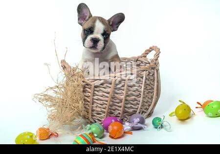 Bulldog francese, bianco, marrone, cucciolo, in cestino con uova di pasqua, scatto in studio Foto Stock