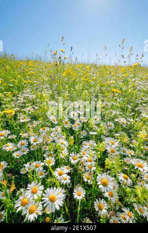 Magerwiese, Zurigo Oberland, Svizzera Foto Stock