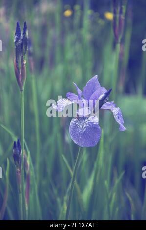 Fiore blu di Iris sibirica con gocce d'acqua su pioggia giorno Foto Stock