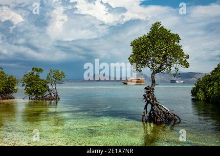 Verde lussureggiante mangrovie nel Parco Marino Nazionale di Komodo, Flores con una barca di spedizione sullo sfondo Foto Stock