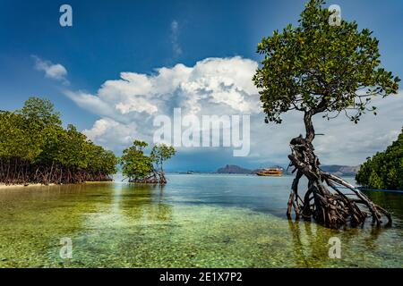 Verde lussureggiante mangrovie nel Parco Marino Nazionale di Komodo, Flores con una barca di spedizione sullo sfondo Foto Stock