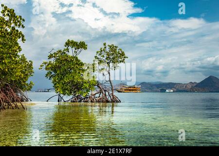 Verde lussureggiante mangrovie nel Parco Marino Nazionale di Komodo, Flores con una barca di spedizione sullo sfondo Foto Stock